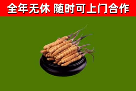 获嘉回收冬虫夏草